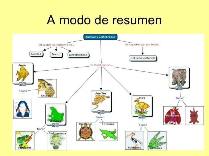 Animales omnívoros, carnívoros y herbívoros - Imagui