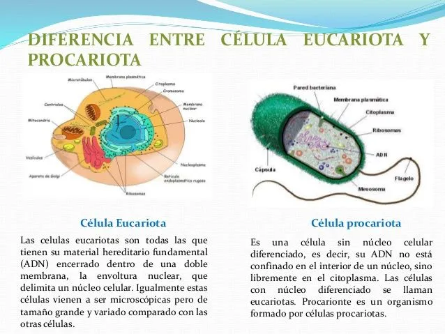 Diferencia entre celula Eucariota y Procariota | Todos los Animales Diferencia entre celula Eucariota y Procariota | Todos los Animales