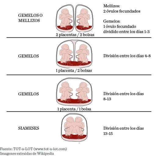 Diferencia entre gemelos y mellizos: ¡Es muy fácil! | El blog de ...