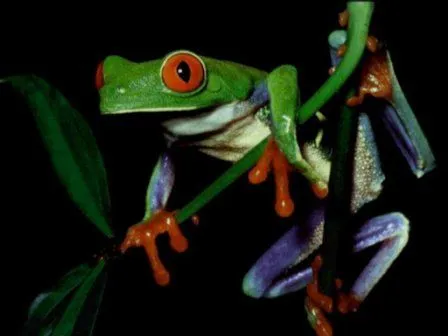 Diferencia entre ranas y sapos » RANAPEDIA