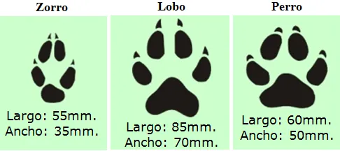 Diferenciar rastros de perro, lobo y zorro - Boletin drosophila ... Diferenciar rastros de perro, lobo y zorro - Boletin drosophila ...