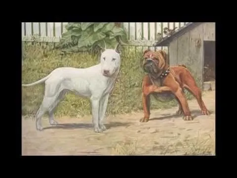 Diferencias entre un American Pit Bull Terrier y un American ... Diferencias entre un American Pit Bull Terrier y un American ...