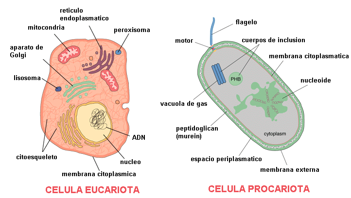 Que Diferencias Hay Entre La Celula Eucariota Animal Y Vegetal