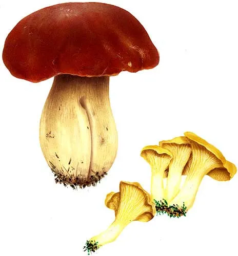 Diferencias entre hongos y plantas. » Blog de Ciencias de la ... Diferencias entre hongos y plantas. » Blog de Ciencias de la ...