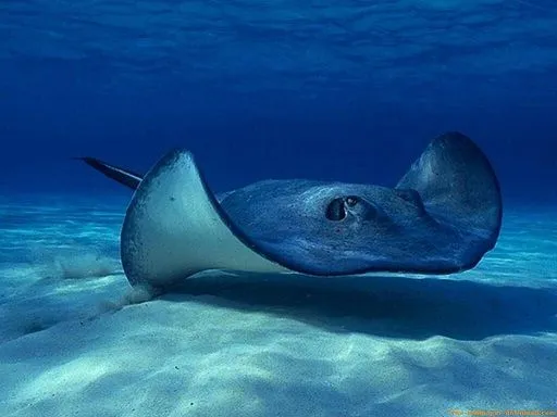 Diferencias entre rayas y mantarrayas | Miguel Birostris