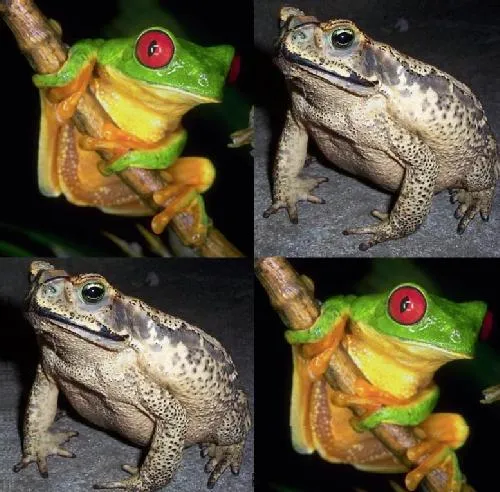 Diferencias entre los sapos y las ranas