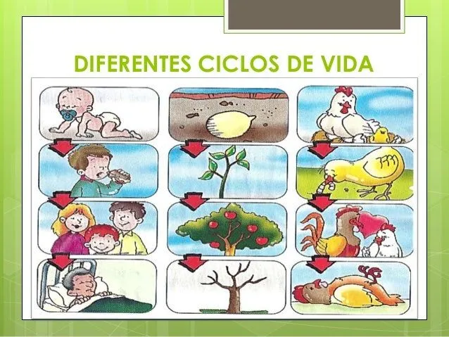 diferentes-ciclos-de-vida-3- ...