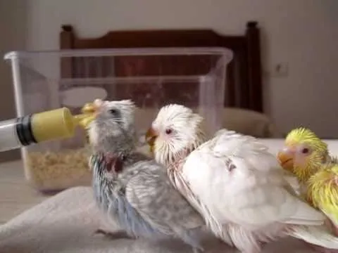 Que dificil es criar a 3 periquitos papilleros!!! - YouTube