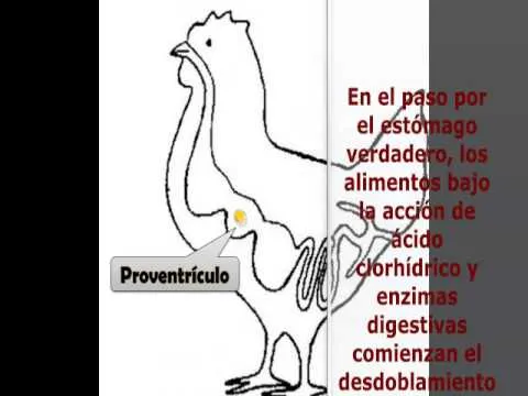 DIGESTIÓN EN AVES (SISTEMA DIGESTIVO DE LAS AVES) - YouTube DIGESTIÓN EN AVES (SISTEMA DIGESTIVO DE LAS AVES) - YouTube