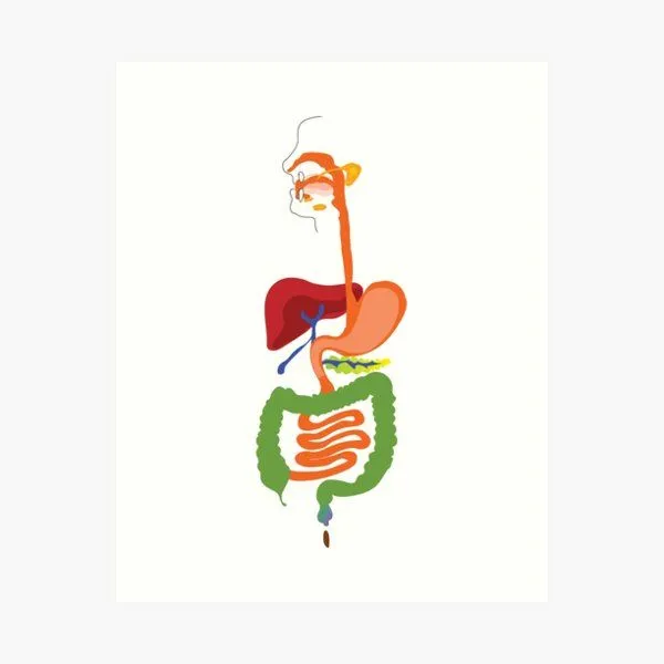 digestive system poster digestive system poster