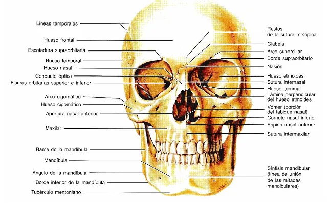digestivouq: La cara por Sara Daniela Gonzaléz digestivouq: La cara por Sara Daniela Gonzaléz