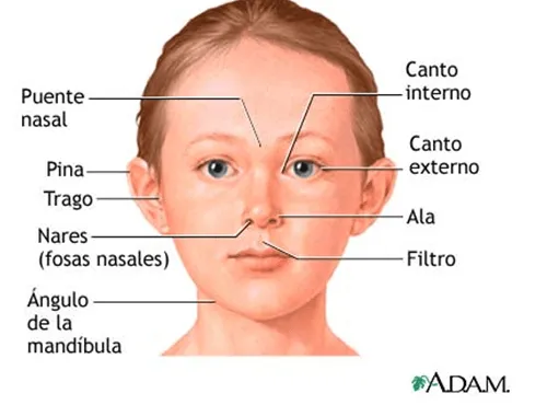 digestivouq: La cara por Sara Daniela Gonzaléz digestivouq: La cara por Sara Daniela Gonzaléz