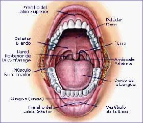Dimensión ética de la vida humana: LA BOCA Y SUS PARTES