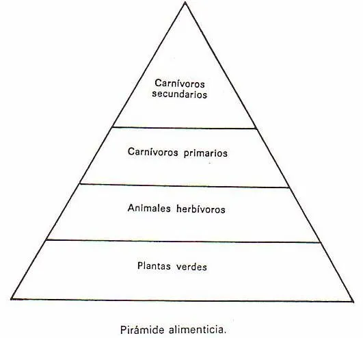 DINÁMICA DEL ECOSISTEMA