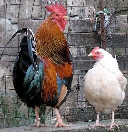 Dinamita pa´ la lengua: EL GALLO Y LA GALLINA Dinamita pa´ la lengua: EL GALLO Y LA GALLINA