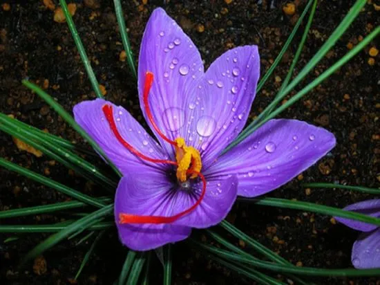El Jardinero, plantas y flores: flores especies El Jardinero, plantas y flores: flores especies