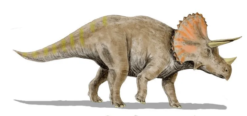 El Triceratops es uno de los dinosaurios más famosos y reconocibles ...