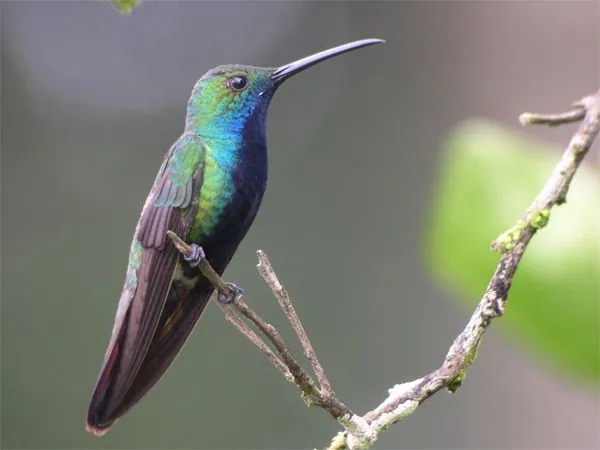 Dios y el Diablo en el Taller: El plumaje de los pájaros