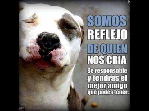 no mas discriminación (pitbull) - YouTube