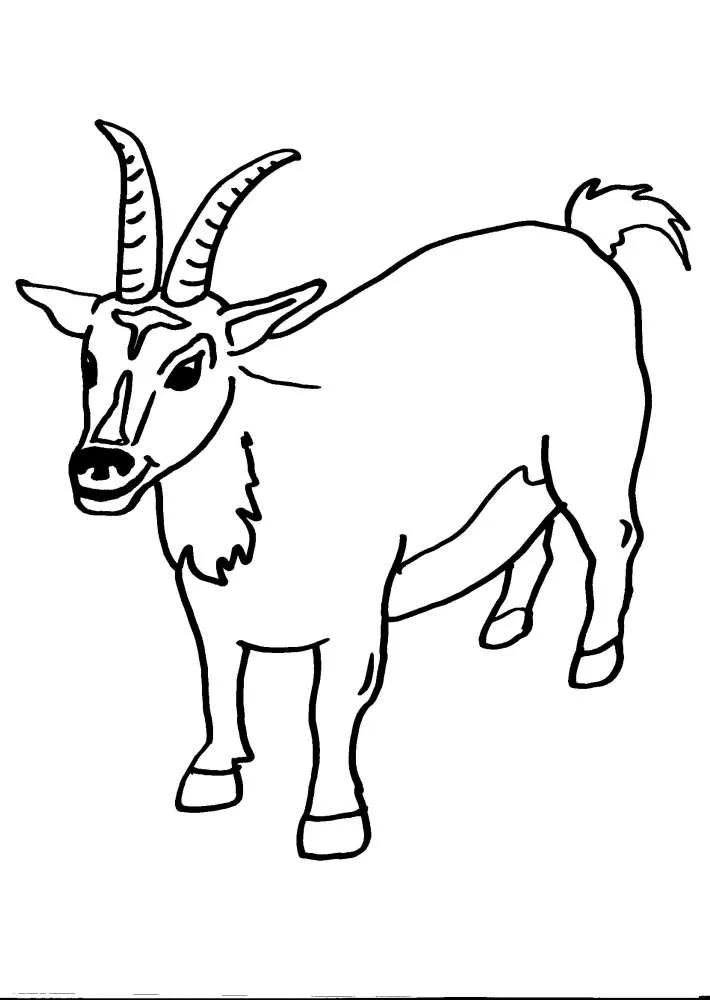 disegni animali in fattoria da colorare:capra,la capra ..disegno ... disegni animali in fattoria da colorare:capra,la capra ..disegno ...