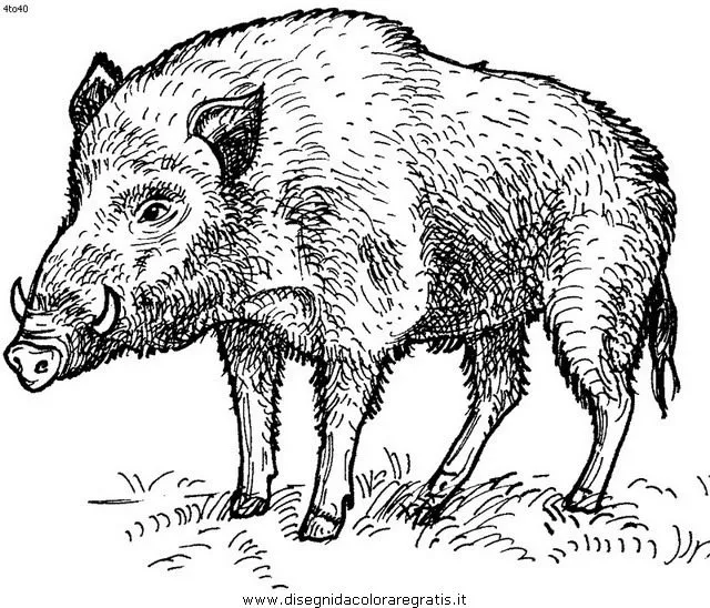 Disegno cinghiale_cinghiali_02 animali da colorare Disegno cinghiale_cinghiali_02 animali da colorare