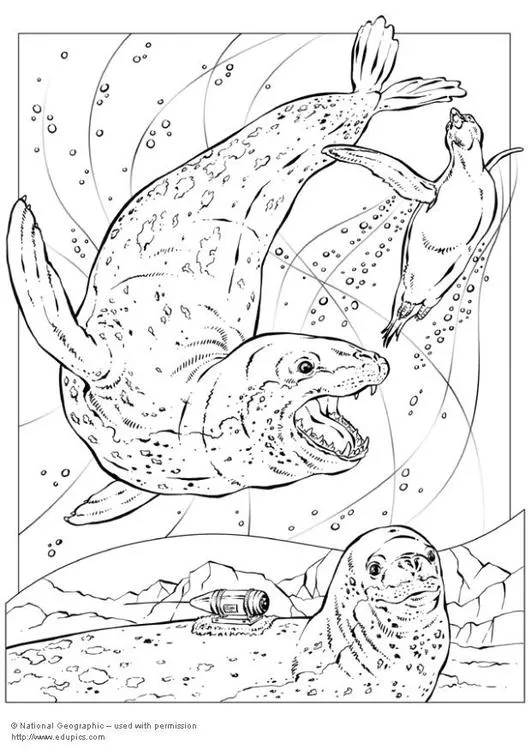 Disegno da colorare foca leopardo - Cat. 5743. Disegno da colorare foca leopardo - Cat. 5743.