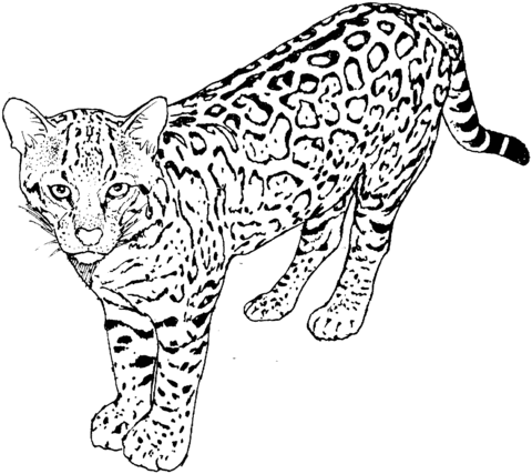 Disegno di Leopardo visto dall'alto da colorare | Disegni da ...