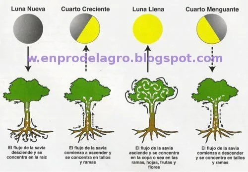 Diseñando y Creando Agricultura: fases de la luna y el efecto de ...