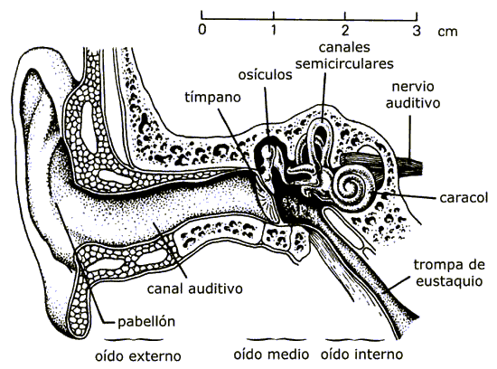 Diseño y construcción de interfaces