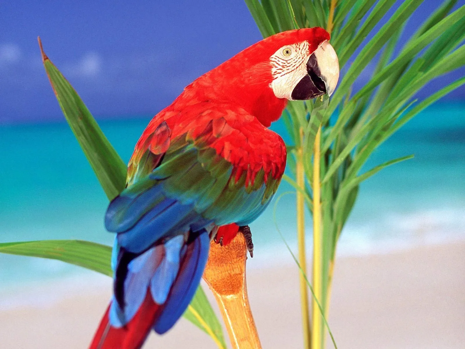 DISEÑO Y FOTOGRAFÍA DIGITAL: Vectorizacion de imágenes DISEÑO Y FOTOGRAFÍA DIGITAL: Vectorizacion de imágenes