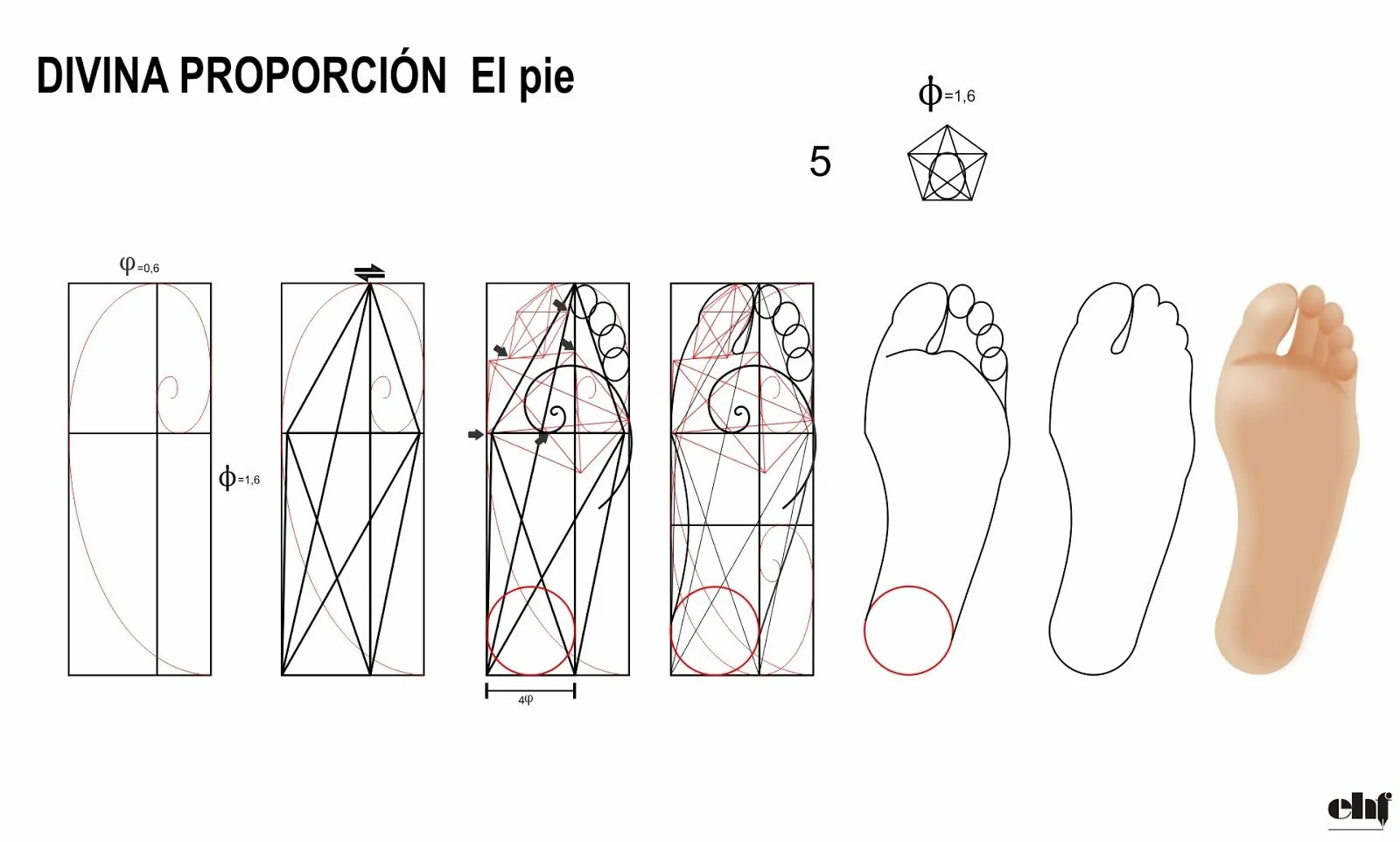 Diseno Gràfico EHF: EL PIE HUMANO