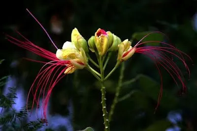 45 imagenes hermosas flores exoticas - Fanaticodesign 45 imagenes hermosas flores exoticas - Fanaticodesign