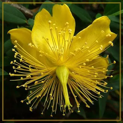 45 imagenes hermosas flores exoticas - Fanaticodesign 45 imagenes hermosas flores exoticas - Fanaticodesign