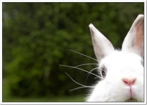 Diseños Conejo Blanco