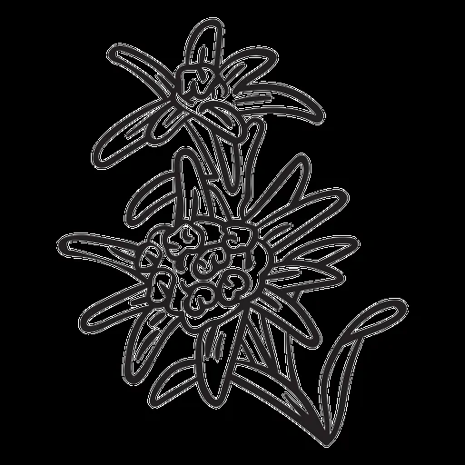 Diseños PNG de flor nacional para camisetas & Merch Diseños PNG de flor nacional para camisetas & Merch