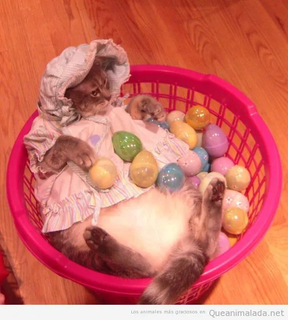 Disfraces animales | ¡Qué animalada! | Fotos, vídeos y gifs de ... Disfraces animales | ¡Qué animalada! | Fotos, vídeos y gifs de ...