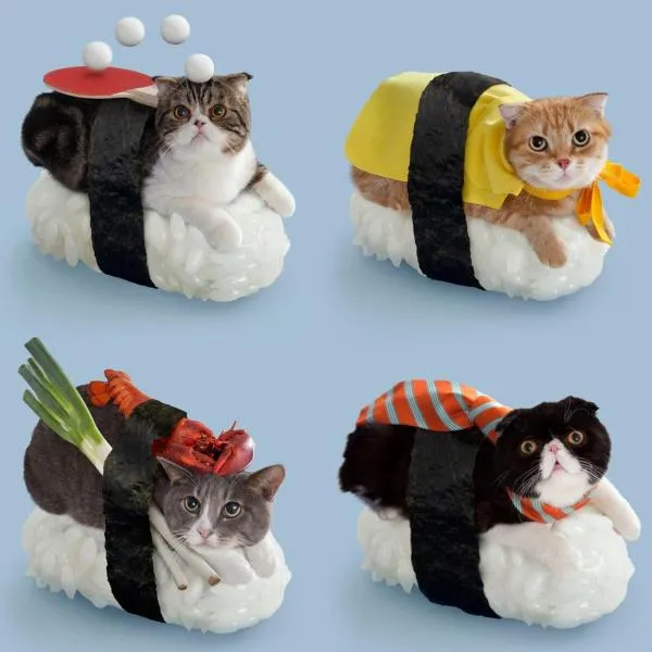 DISFRACES CASEROS para GATOS - 12 ideas FÁCILES y divertidas DISFRACES CASEROS para GATOS - 12 ideas FÁCILES y divertidas