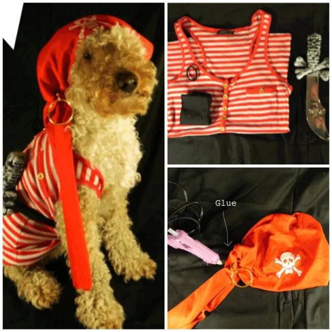 Disfraces caseros para perros - 8 ideas para hacerlos en casa Disfraces caseros para perros - 8 ideas para hacerlos en casa