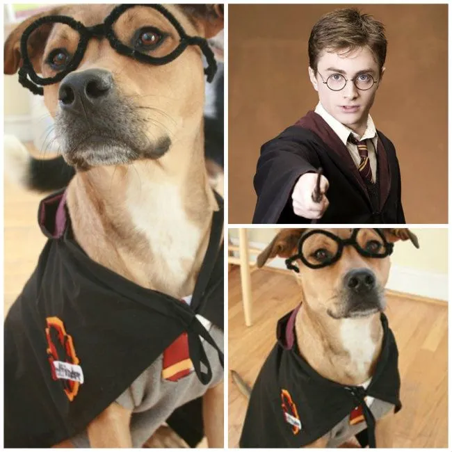 Disfraces caseros para perros - 8 ideas para hacerlos en casa Disfraces caseros para perros - 8 ideas para hacerlos en casa