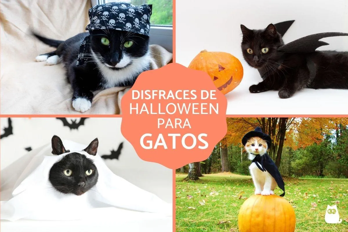 Disfraces de Halloween para gatos - 10 IDEAS fáciles y originales Disfraces de Halloween para gatos - 10 IDEAS fáciles y originales