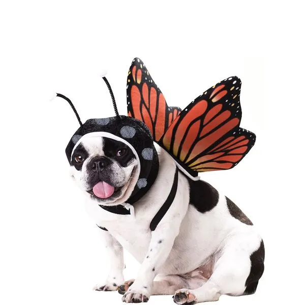Disfraz de mariposa para perro: comprar online