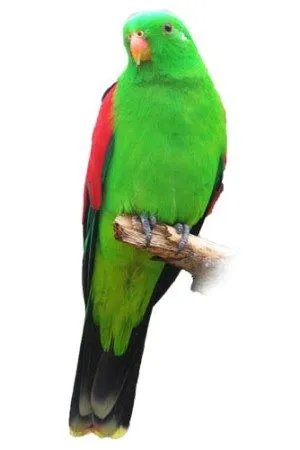 disponibilidad la cotorra de alas rojas procede de australia y mide ... disponibilidad la cotorra de alas rojas procede de australia y mide ...