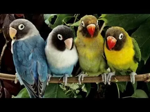 Los dispositivos electrónicos y la radio AM desorientan a las aves ...