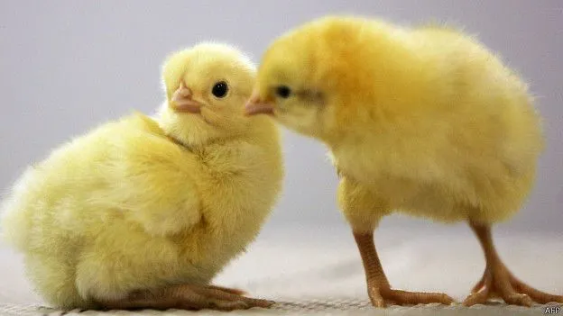 Distinguir el sexo de los pollos: el trabajo por el que puedes ... Distinguir el sexo de los pollos: el trabajo por el que puedes ...