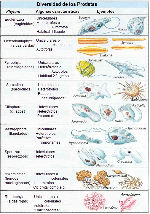 El Reino Prokaryotae y El Reino Protista | Explorando el Universo ...