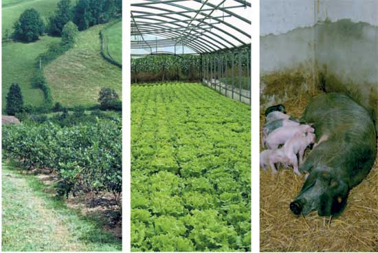Diversidad y evolución reciente de la agricultura asturiana: tipos ... Diversidad y evolución reciente de la agricultura asturiana: tipos ...