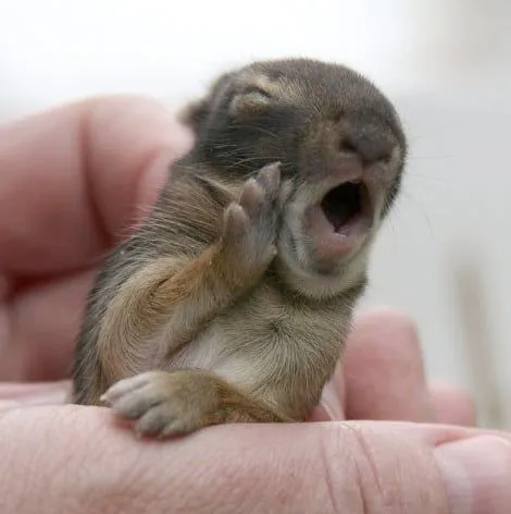 Divertidas Fotos De Animales Haciendo Expresiones Graciosas