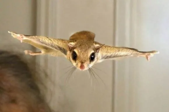 Divertidas Fotos De Animales Haciendo Expresiones Graciosas