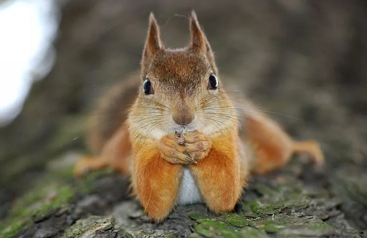 Divertidas Fotos De Animales Haciendo Expresiones Graciosas