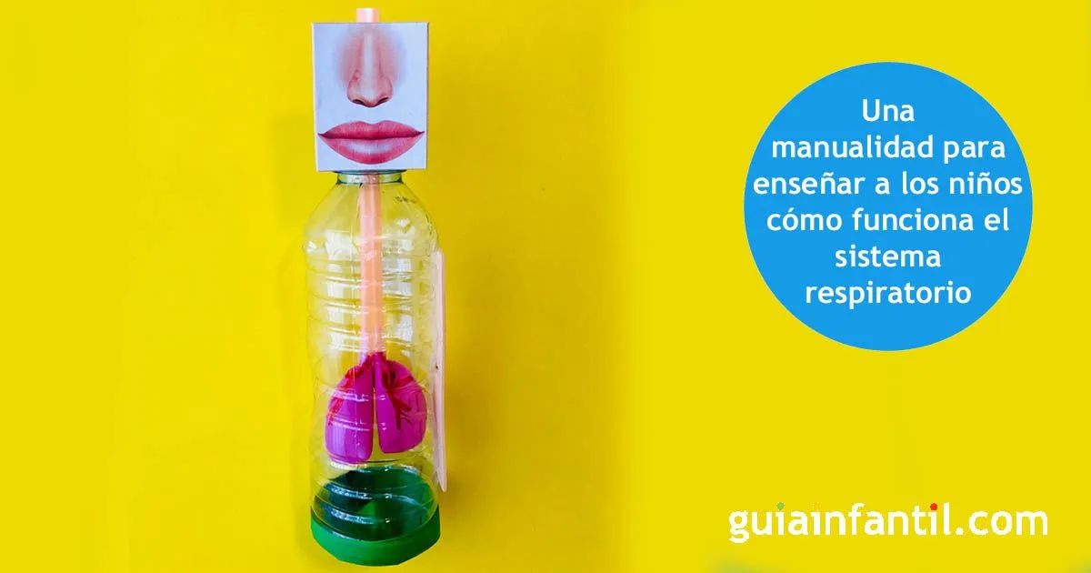 Divertidísima maqueta casera DIY del sistema respiratorio para niños Divertidísima maqueta casera DIY del sistema respiratorio para niños
